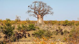EIn Baobab-Baum im Kruger-Nationalpark
