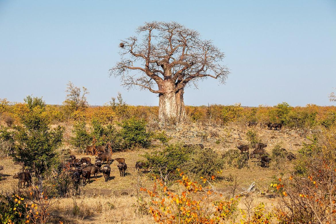 EIn Baobab-Baum im Kruger-Nationalpark