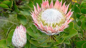 Blüte einer Königs-Protea