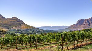 Das Bild zeigt Weinberge mit Bergen im Hintergrund an einem sonnigen Tag in Stellenbosch. 